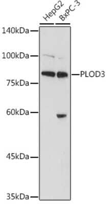 Western Blot: PLOD3 Antibody [NBP2-94177] - Western blot analysis of extracts of various cell lines, using PLOD3 antibody (NBP2-94177) at 1:1000 dilution. Secondary antibody: HRP Goat Anti-Rabbit IgG (H+L) at 1:10000 dilution. Lysates/proteins: 25ug per lane. Blocking buffer: 3% nonfat dry milk in TBST. Detection: ECL Basic Kit. Exposure time: 10s.